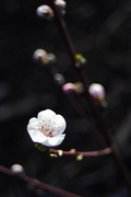 春到来