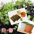 お水をやるだけ新鮮サラダ【ベランダ菜園サプリ菜】「春」の洋風セット (種・土・鉢 各2セット)