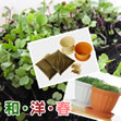 お水をやるだけ新鮮サラダ【ベランダ菜園サプリ菜】「春」の和風&洋風セット (種・土・鉢 各2セット)