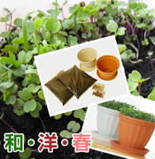 お水をやるだけ新鮮サラダ【ベランダ菜園サプリ菜】「春」の和風&洋風セット (種・土・鉢 各2セット)