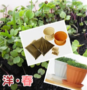 お水をやるだけ新鮮サラダ【ベランダ菜園サプリ菜】「春」の洋風セット (種・土・鉢 各2セット)