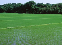 田んぼ
