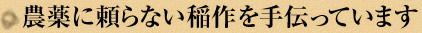 農薬に頼らない稲作を手伝っています