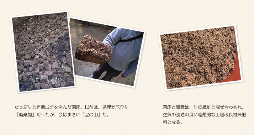 たっぷりと有機成分を含んだ菌床。以前は、処理が厄介な「廃棄物」だったが、今はまさに「宝の山」だ。 菌床と鶏糞は、竹の繊維と混ぜ合わされ、空気の流通の良い理想的な土壌改良材兼肥料となる。